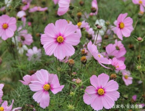 格桑花花語|格桑花花語是什麼，格桑花傳說故事和象徵意義